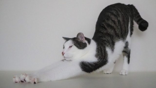 ストレッチ、リラックス