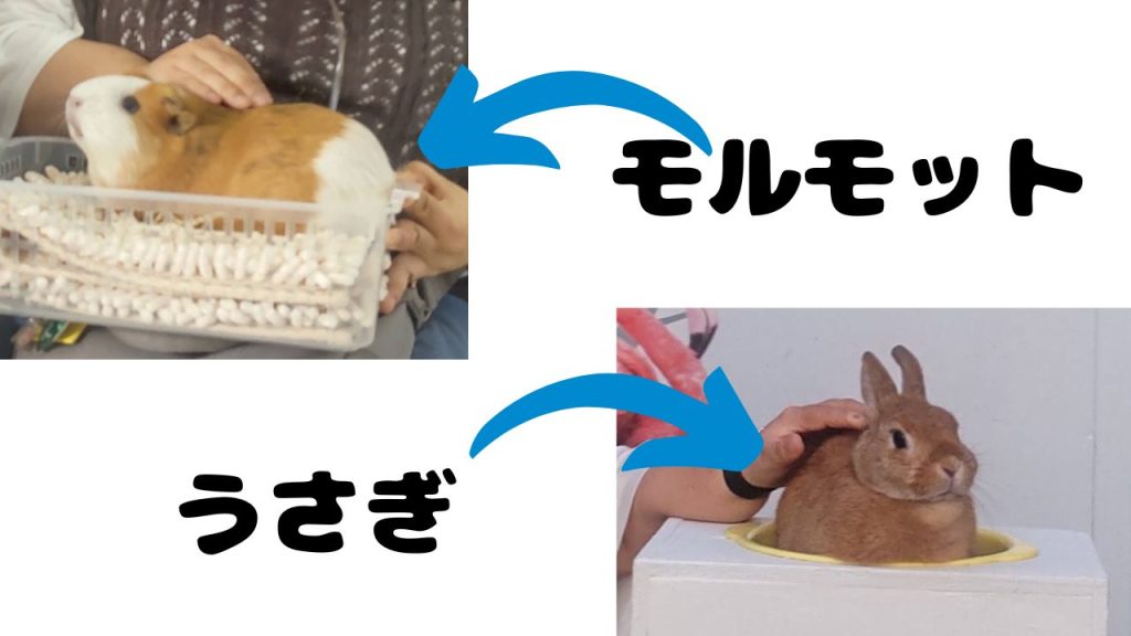 動物園