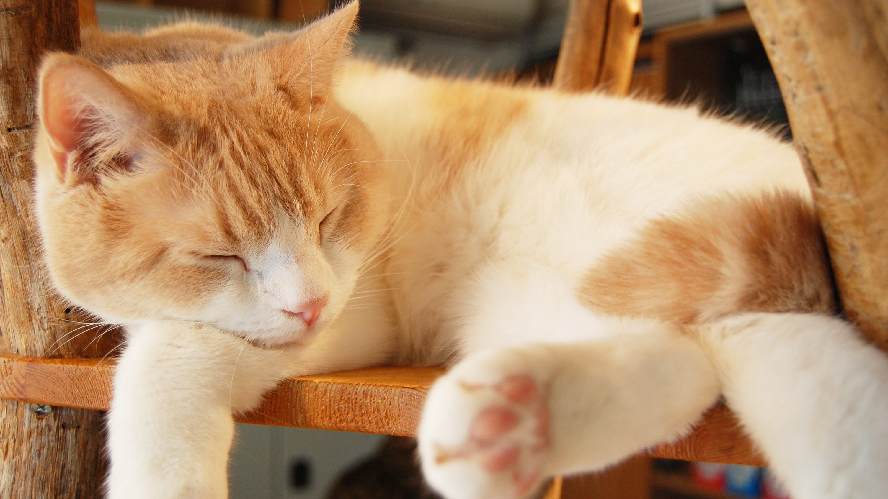 木製の台の上で眠る猫の写真。、「少し休みたい」「自分の将来をじっくり考えたい」と思った場合、気持ちをリセットすることも大切です。