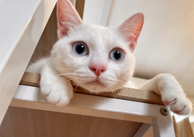 白猫が上から顔を出す写真。オープン就労の比喩。一般雇用において障がいがあることを開示するオープン就労は、自分の特性や苦手なことを事前に職場へ伝える働き方です。