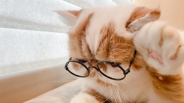 眼鏡をかけた猫が左手を挙げて質問をする写真。就労移行支援を見学の際、わからないことを質問をしているようすを比喩したもの。