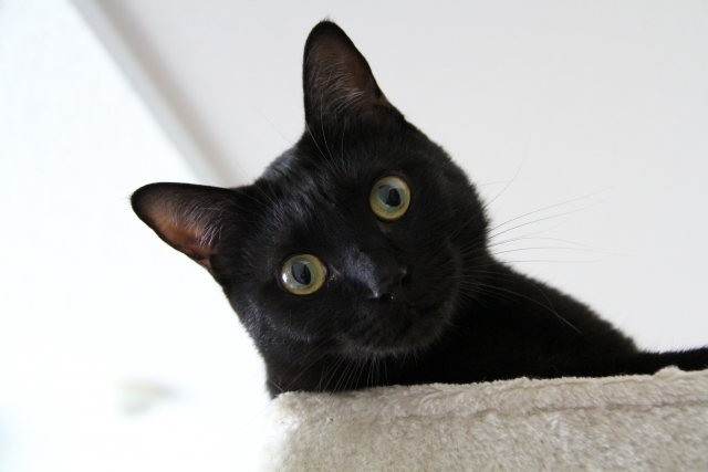 黒猫が高いところから顔を出している写真。クローズド就労の比喩。クローズド就労とは、自分の障がいについて職場に開示せずに働く選択肢です。