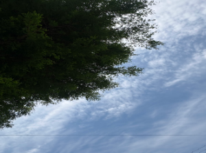 ウォーキング中、公園での木陰から見える青空
