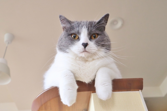 グレーのハチワレ猫が高い場所から見下ろしている写真。障害者雇用の比喩。障がい者雇用とは、障がいのある方を対象とした雇用枠であり、応募には障がい者手帳が必要です。