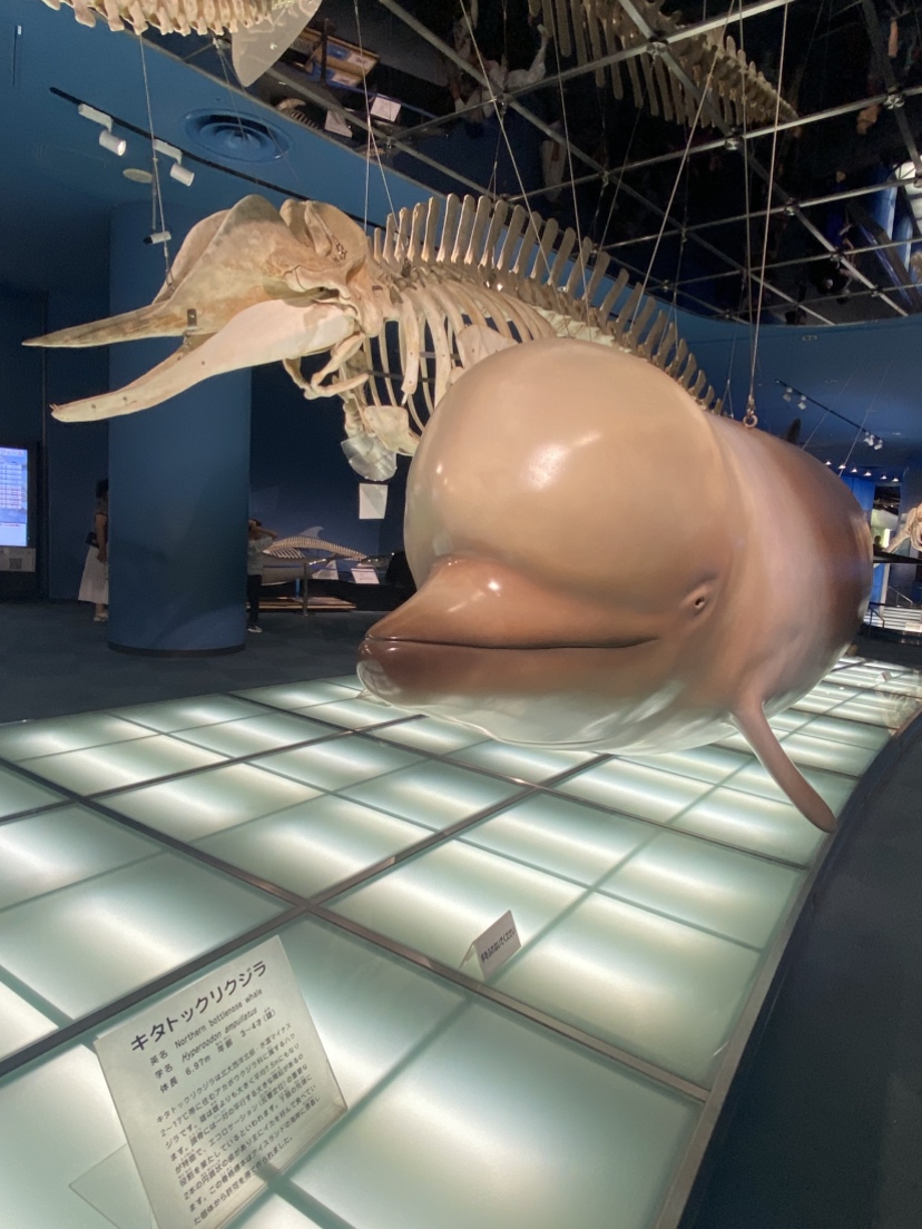 キタトックリクジラの模型・骨格標本