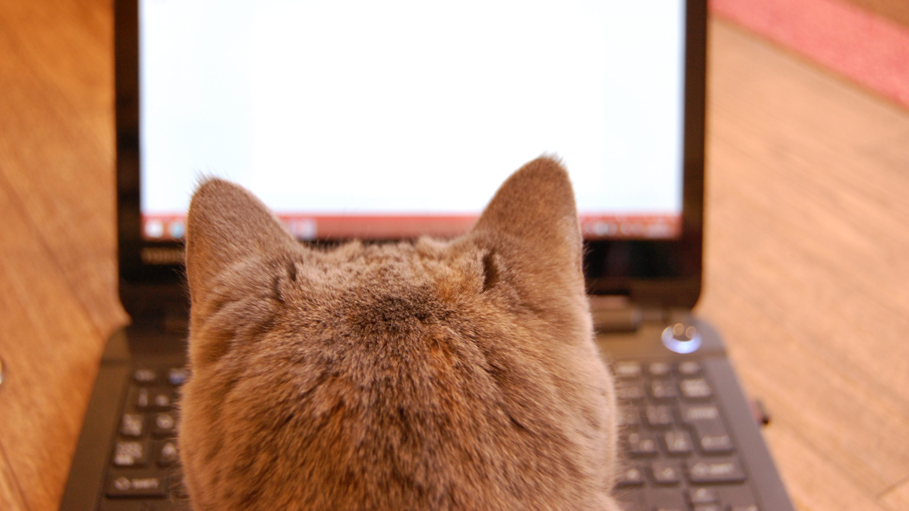 ノートパソコンの前にいる猫の高等部の写真。就労移行支援でパソコンの訓練をしていることを比喩したもの。