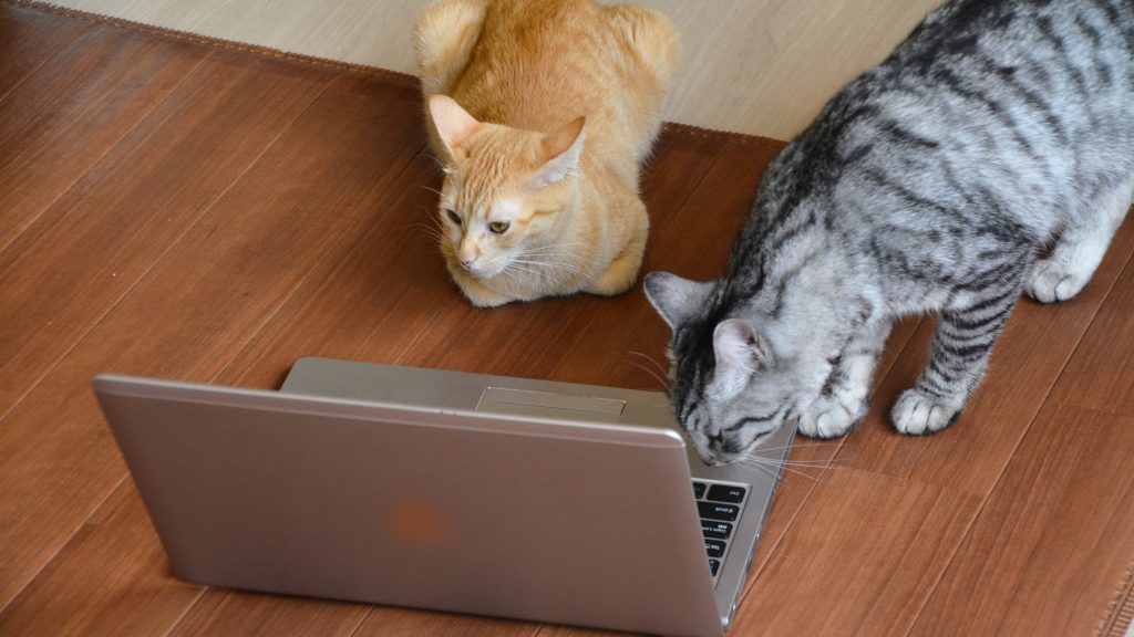 ノートパソコンをのぞき込む２匹の猫。オンラインで支援を受けている様子のイメージ。アクセスジョブでは、毎日全国18事業所をつないだオンライン講義を実施しています。