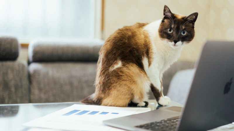 ノートパソコンの前にいる猫の写真。文字入力の仕事をする比喩。就労継続支援A型でパソコンを使う仕事を選べば、文字入力や資料作成などのスキルを身に付けることが可能です。