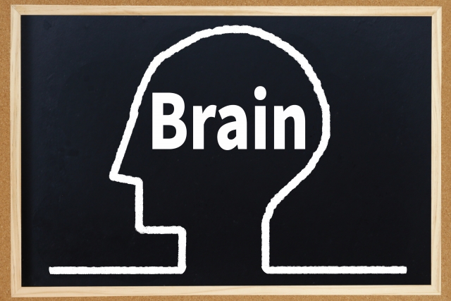 脳のイラストイメージ画像