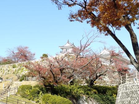 浜松城、モミジ