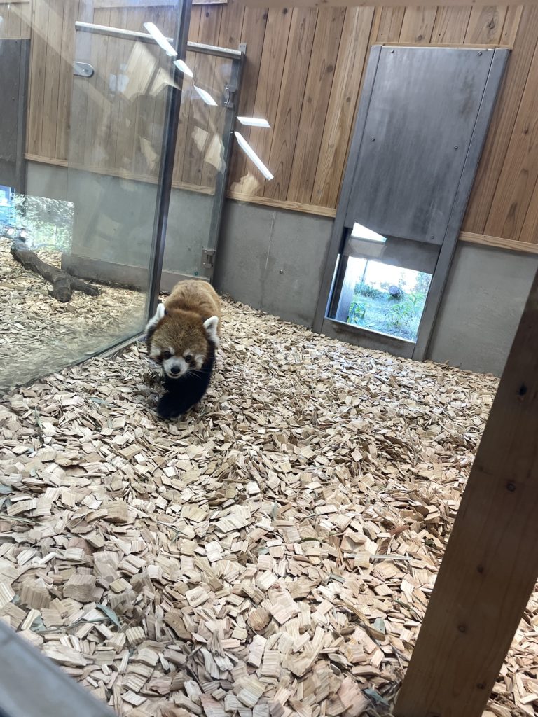 レッサーパンダ