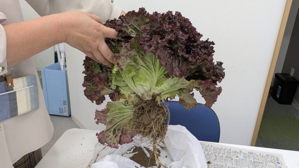 レタスの収穫体験で収穫した根っこ付きのレタスの画像。