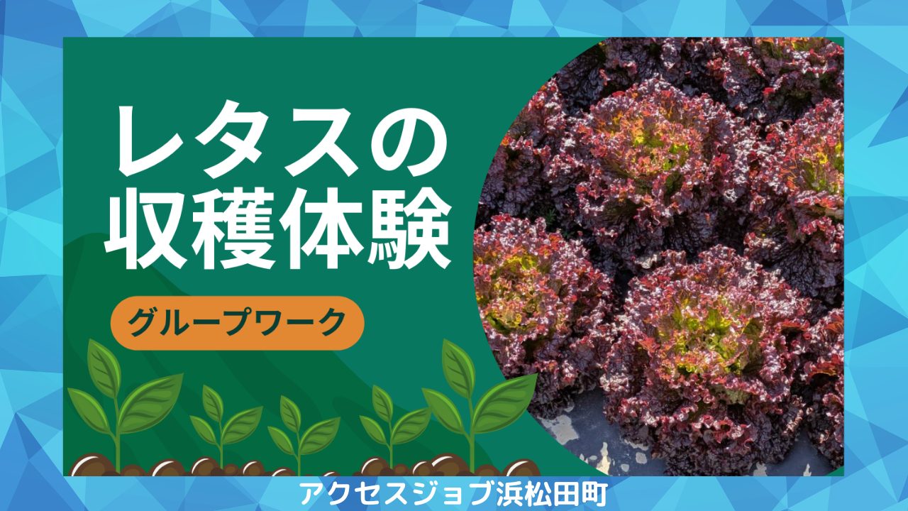 レタスの収穫体験を行ったグループワークのブログ。