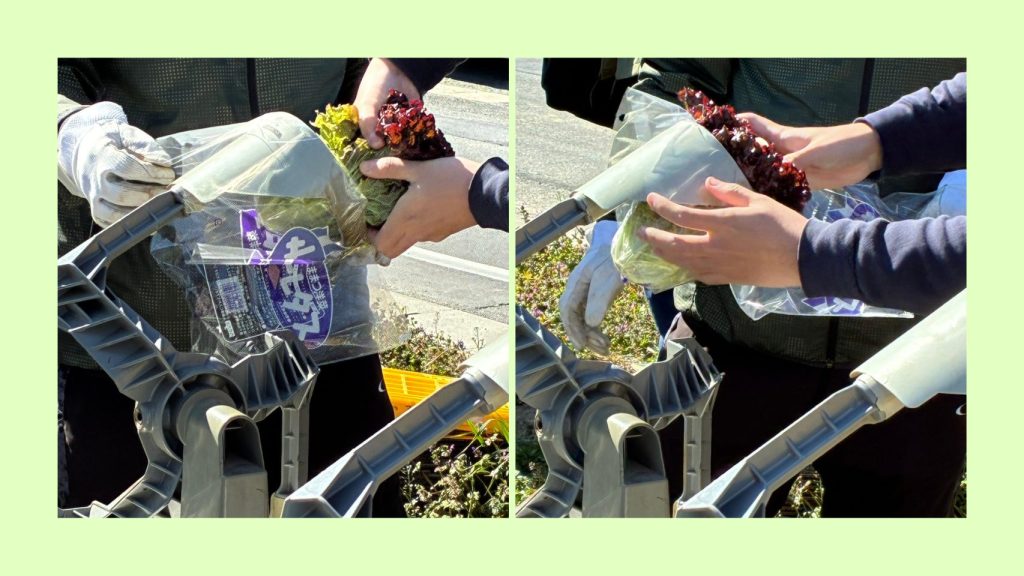 レタスの袋詰めを体験している手元の画像