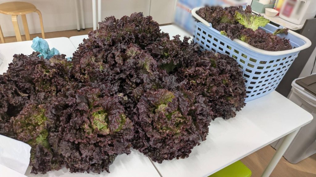 収穫したレタスを机に並べている画像